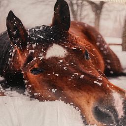 Barankowy koc KOŃ 150 x 200 cm - galeria #1